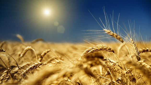 Картинки по запросу зерно поле пшеница картинки уборка урожая