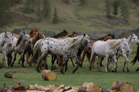 Разведение лошадей в Улаганском районе республики Алтай