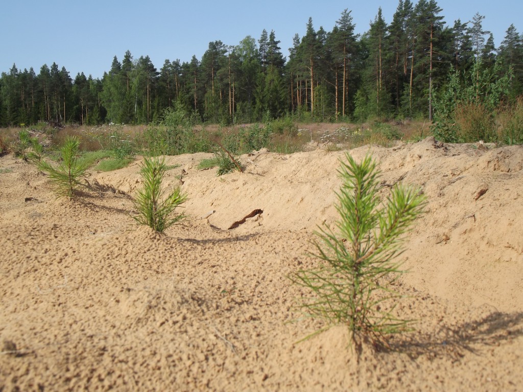 В Пермском крае каждый год восстанавливают 32 тыс. га леса