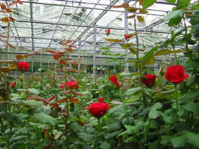 В Белгороде будут выращивать розы и лилии
