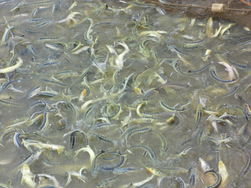 В реку Кубань выпустили 55000 особей осетровых рыб - фото 2