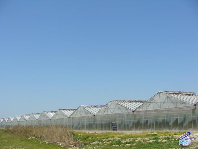 Дагестан: собран первый урожай инвестпроекта «Свежие овощи»  - фото 1
