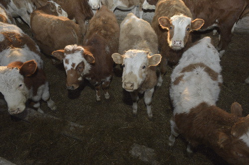 В Хакасии вывели новый тип породы коров, адаптированный для условий республики