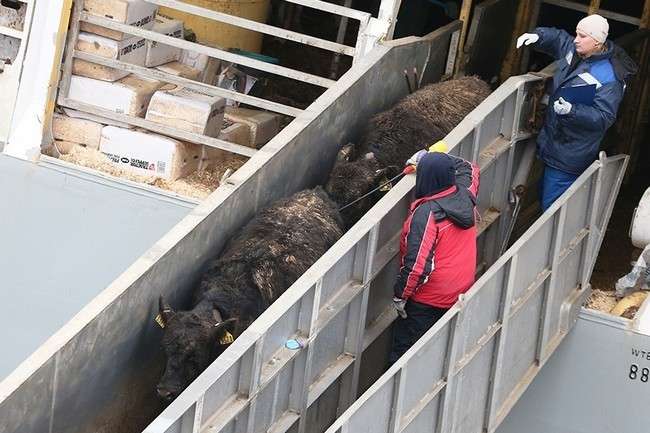 в ноябре для «Калининградской мясной компании» были доставлены более 4000 нетелей абердин-ангусской породы