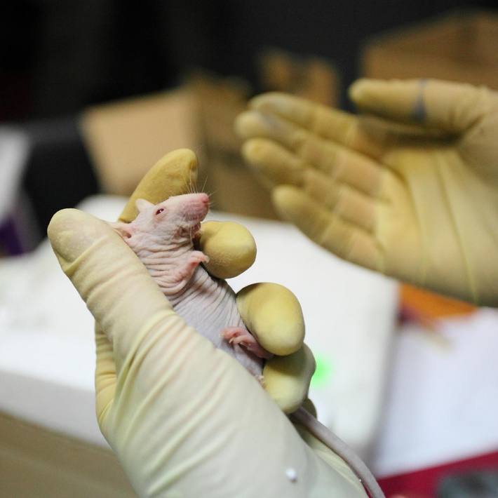 В декабре ученые проводили испытания на 30 мышах из вивария — лысых альбиносах с иммунодефицитом. Биологи привили мышам опухолевые клетки человека, а после того как клетки размножились и образовали опухоли, физики облучили их на ускорителе с разной дозой борсодержащего препарата и количеством нейтронов. В итоге необлученные мыши к концу января погибли. Из числа облученных выжила треть: мышей облучили с разной дозой препарата и сейчас анализируют, какая оптимальна для лечения, объясняет Александр Макаров.