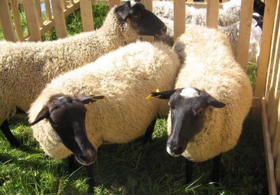 В Доволенский район Новосибирской области завезли редкую для России породу овец  - фото 1