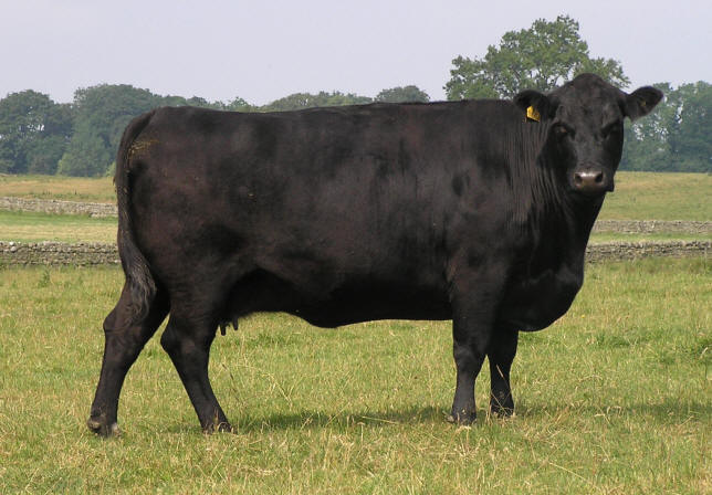 Абердин-ангусская мясная порода коров