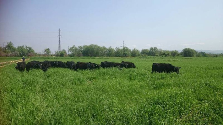 45 тёлок породы абердин-ангус впервые вышли на поля в Угегорском районе после двухнедельного пребывания в карантине