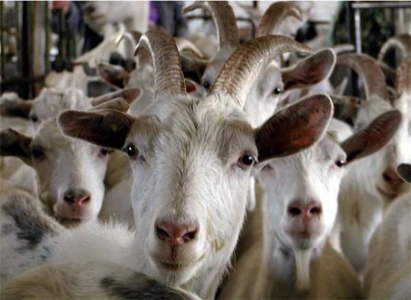 В России выросло поголовье коз и овец