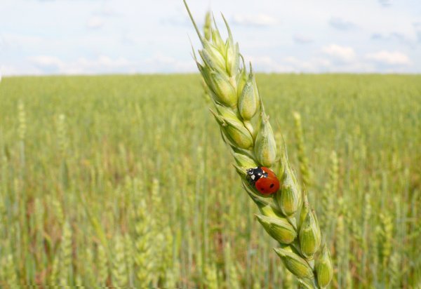 В минувшем году в Рязанской области рост продукции сельского хозяйства составил 5,5 % - фото 1