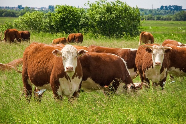 Поголовье скота на Кубани увеличилось втрое  - фото 1