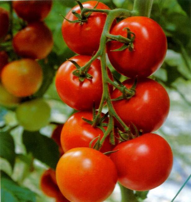 Первые 10 тонн томатов собрали в Алтайском крае  - фото 1