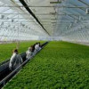 Тепличный комплекс по выращиванию зелени и клубники запущен в Ленинградской области