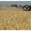 Ростовская область собрала рекордный урожай ранних зерновых