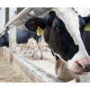Производство компонентов для системы контроля за здоровьем крупного рогатого скота