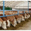 Удмуртский СПК «Звезда» открыл молочную ферму на 344 голов