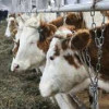 Якутский кооператив «Хочо» запустил молочный комплекс