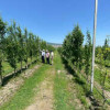 Компания «Полоса» завершила закладку крупного грушевого сада в Дагестане