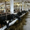 В Костромской области после реконструкции открыли молочно-товарную ферму