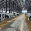 В Касимовском районе Рязанской области завершен первый этап строительства фермы на 2000 коров