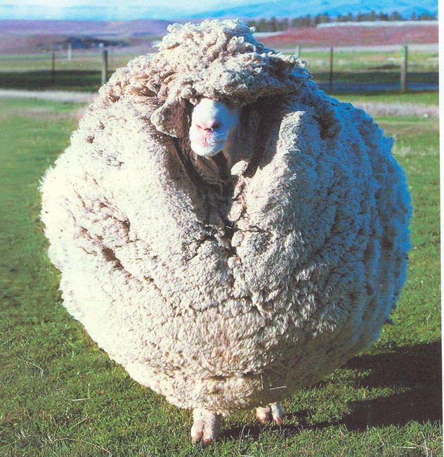 Image result for овца на шерсть