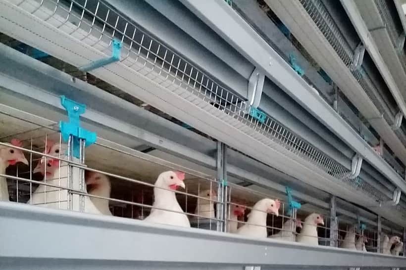 На Канашской птицефабрике в Чувашии после реконструкции ввели в эксплуатацию новый птичник