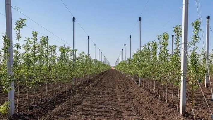 В Кабардино Балкарии в 2024 году заложили 940 гектаров плодово ягодных насаждений
