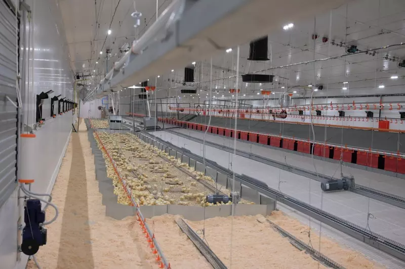 В Челябинской области запустили племрепродуктор который обеспечит птицей Южный Урал и Поволжье