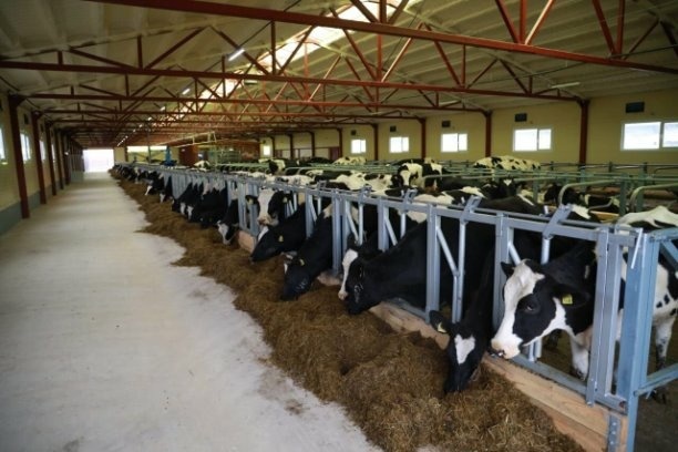 В Курганской области открыта роботизированная молочная ферма