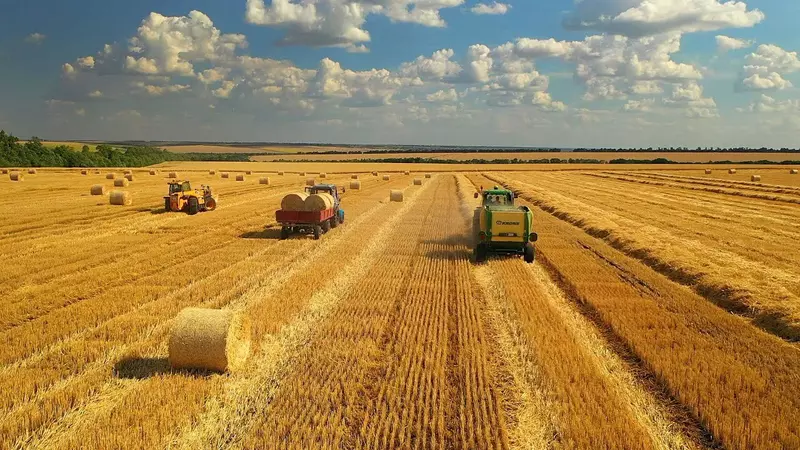 В России сбор зерна в 2023 году составил 142 6 млн тонн