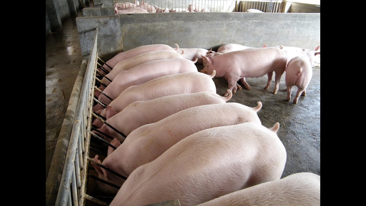 Завести свиней. Свинарник. Сельское хозяйство свиньи. Поросята доращивание в станках. Групповые станки для свиней.