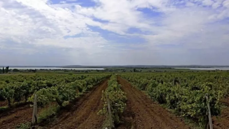 На Кубани в 2023 году уже заложили 440 гектаров новых виноградников