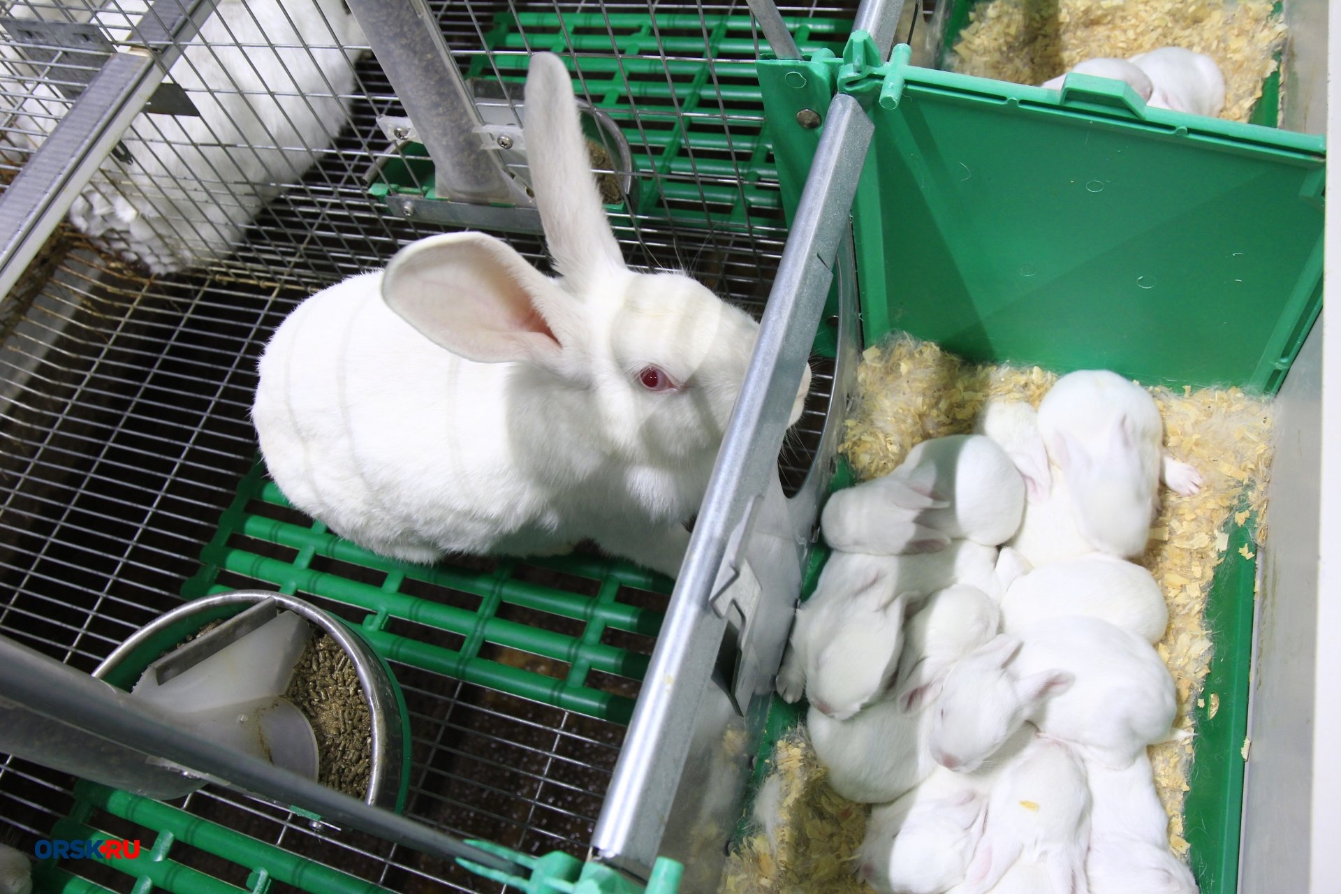 Кролики живут на ферме. Кроличья ферма Промышленная. Раббит кролиководческая ферма. Промышленная кроликоферма клетки. Кролиководческая ферма кроликов.