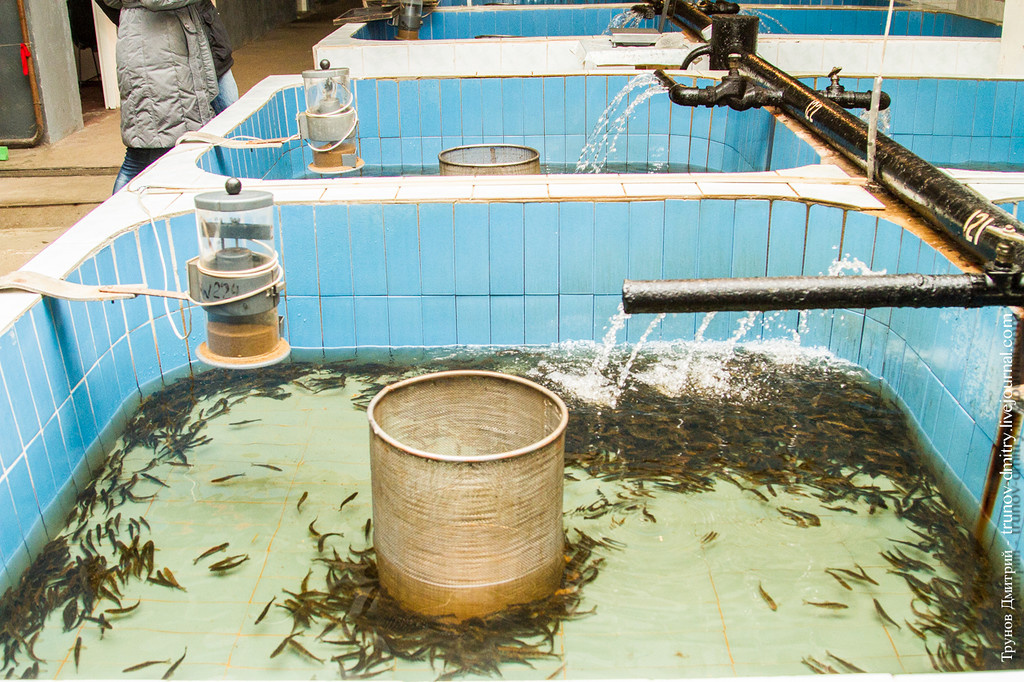 Бассейны для разведения рыбы и раков (УЗВ)