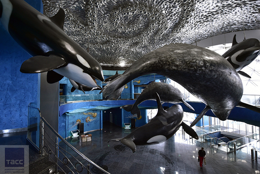 Океанариум Владивосток Остров Русский Купить Билеты