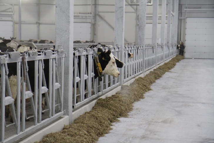 В Новосибирской области открыта третья очередь молочного комплекса КФХ «Русское поле»