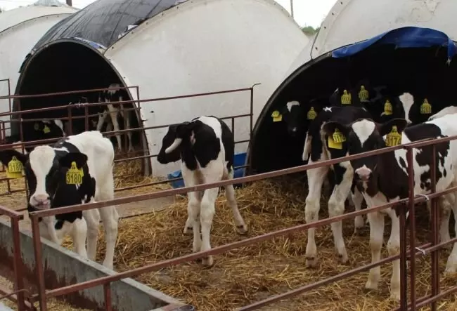 В СПК Малахово Тульской области открыли новый телятник на 300 голов
