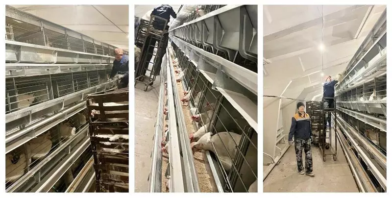 Новый птичник ввели в строй на азовской птицефабрике в Омской области