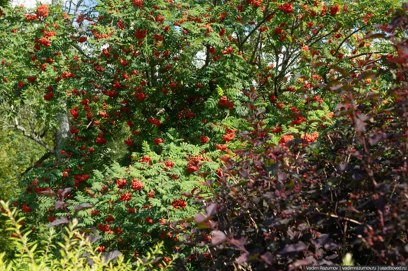 Изображение 10 для публикации «Воронино новости из жизни усадьбы в Ярославской области»