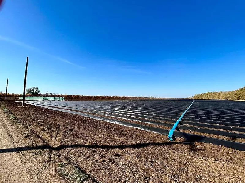 В Оренбуржье открыли клубничную ферму