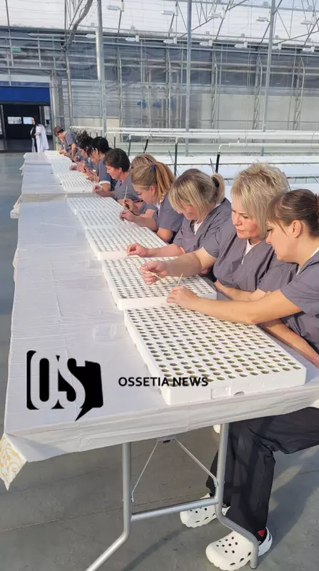 Фото #6 для «В Северной Осетии открылся тепличный комплекс Алания»