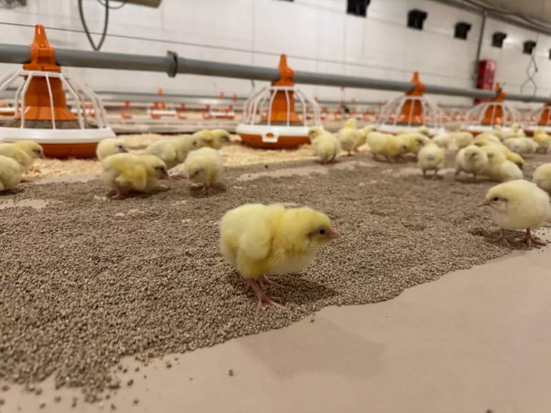 #4 для статьи «Агрофирма „Павловская: Холдинг Русское поле построил 18 новых птичников в Нижегородской области»