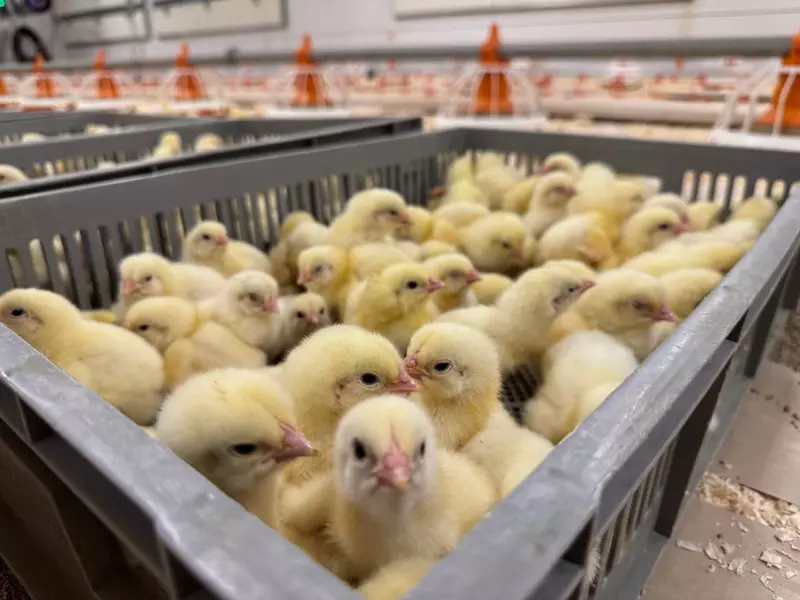 Иллюстрация 6 для поста «Холдинг Русское поле построил 18 новых птичников в Нижегородской области»