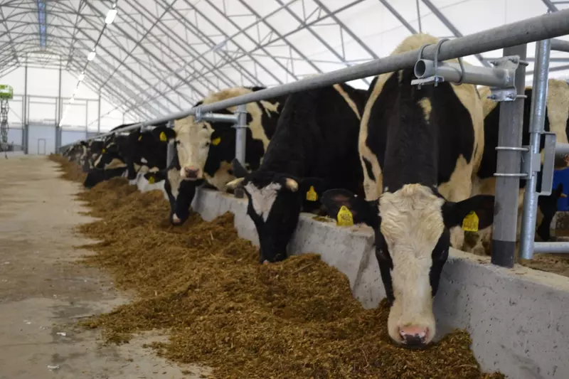 2 для новости «Нижегородская область: В Нижегородской области СПК Березники запустил новый животноводческий комплекс»