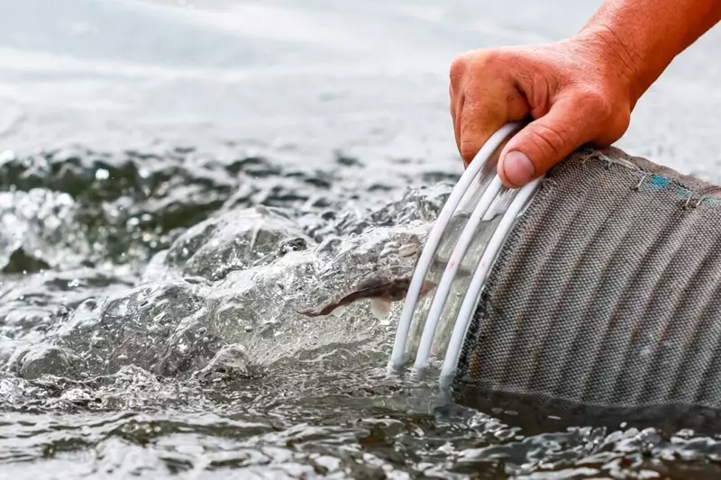 На севере Красноярского края в Енисей выпустили 3 млн мальков осетра