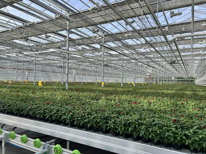 Изображение 3 для «Новосибирская область: Под Новосибирском открыли роботизированный комплекс по выращиванию роз»