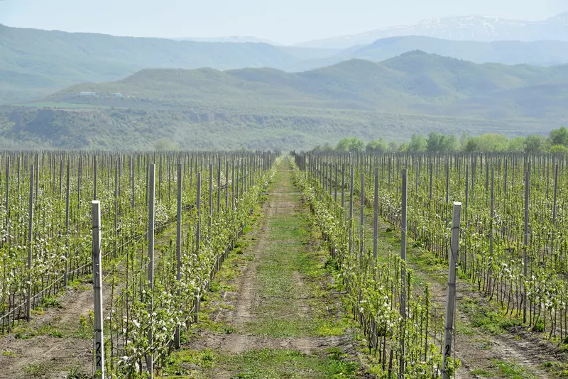 В Дагестане заложили 687 гектаров садов