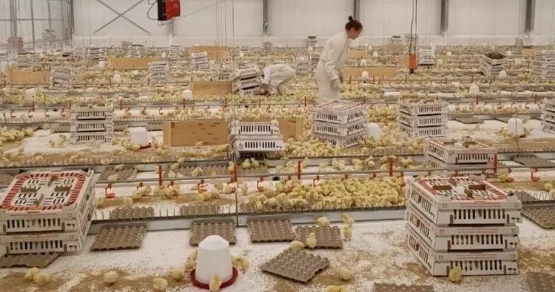 Новые предприятия АПК и пищевой промышленности в феврале 2023 года