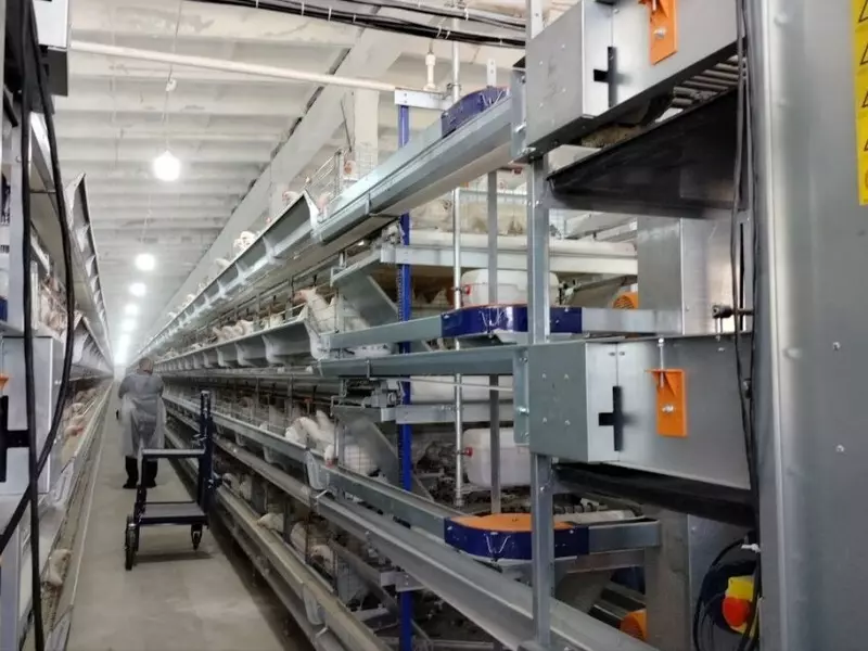 №3 для поста «Забайкальский край: Модернизированный цех Читинской птицефабрики открылся в селе Маккавеево»