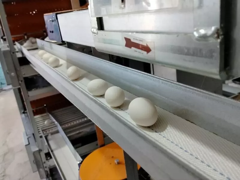 Картинка №4 для статьи «Модернизированный цех Читинской птицефабрики открылся в селе Маккавеево»